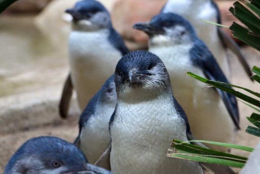 [特別割引] フェザデール動物園 入場チケット