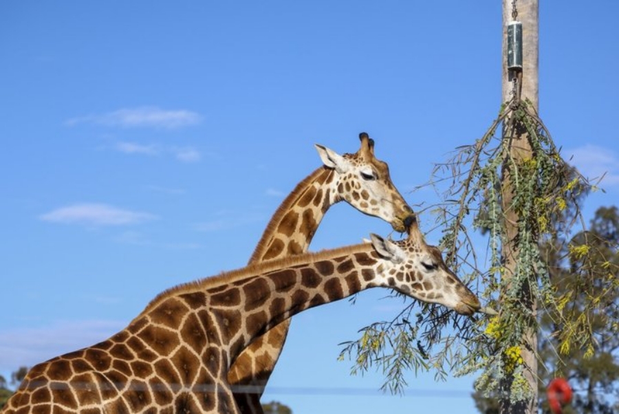[特別割引] フェザデール動物園 入場チケット