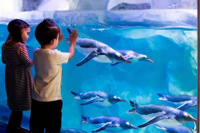 SEA LIFE Kelly Tarlton's Aquarium Auckland Ticket