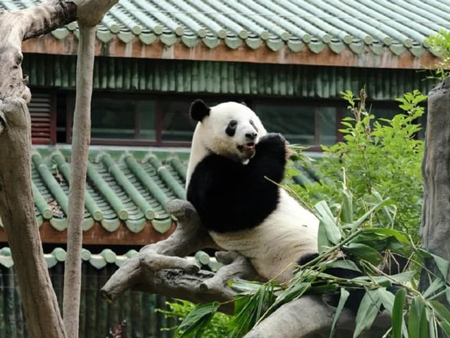 広州動物園 入場チケット(ジャイアントパンダ観覧付き)