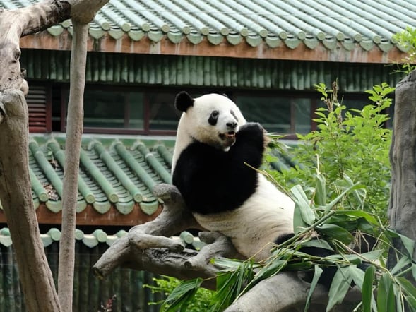 広州動物園 入場チケット（ジャイアントパンダ観覧付き）
