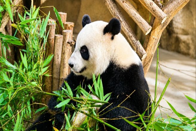 Chengdu Giant Panda Breeding Research Base Half-Day Join-in Tour