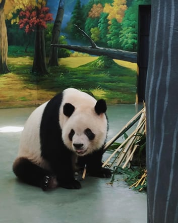 広州動物園 入場チケット - ジャイアントパンダ鑑賞
