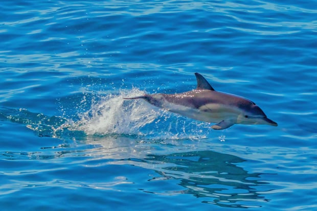 オークランド発 ティカパモアナ クジラ＆イルカウォッチングクルーズツアー