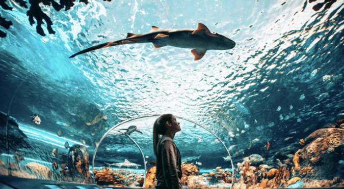 Ripley's Aquarium of Canada Ticket