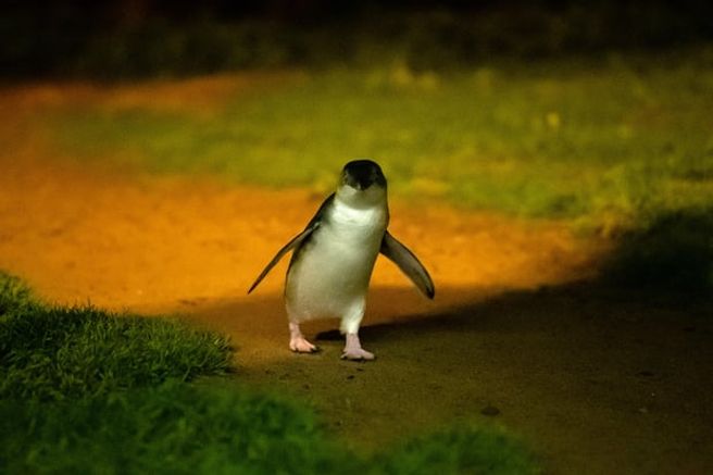 メルボルン フィリップ島 ペンギンパレード&コアラ保護区 ツアー