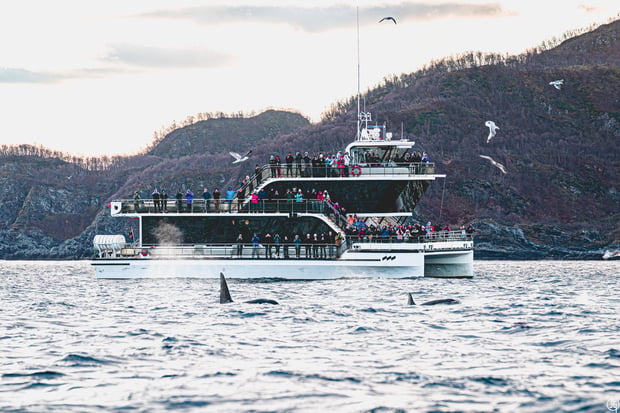 Tromsø Hybrid Electric Boat Whale Watching Tour - Orca & Humpback Whales