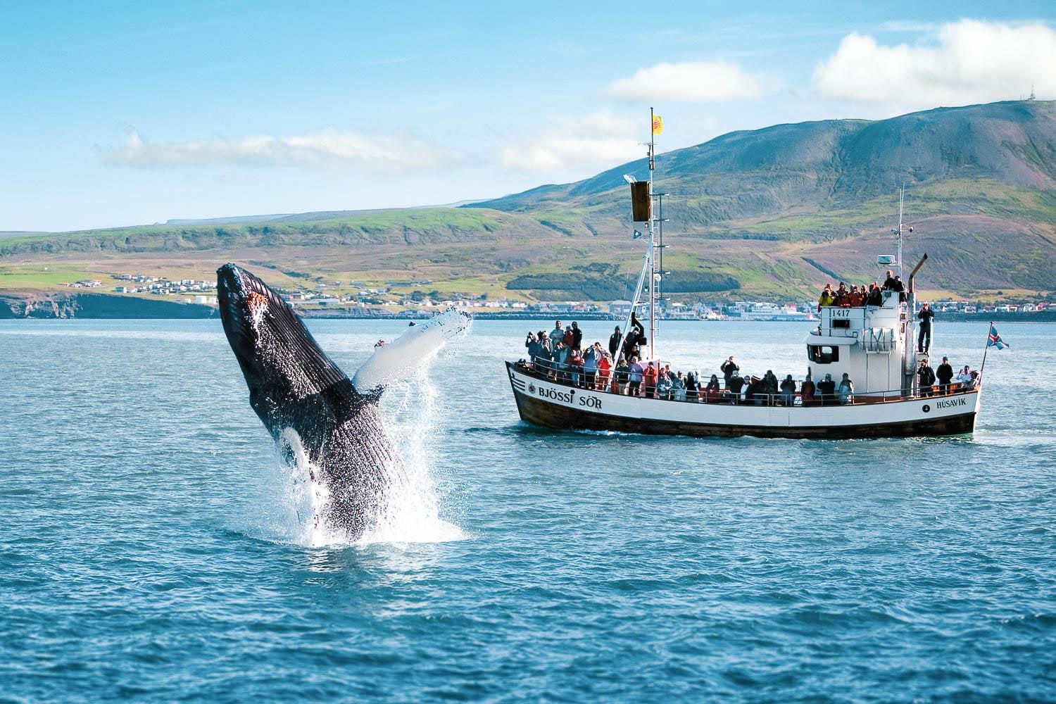 Iceland Húsavík Whale Watching Boat Tour - Traditional Oak Boat