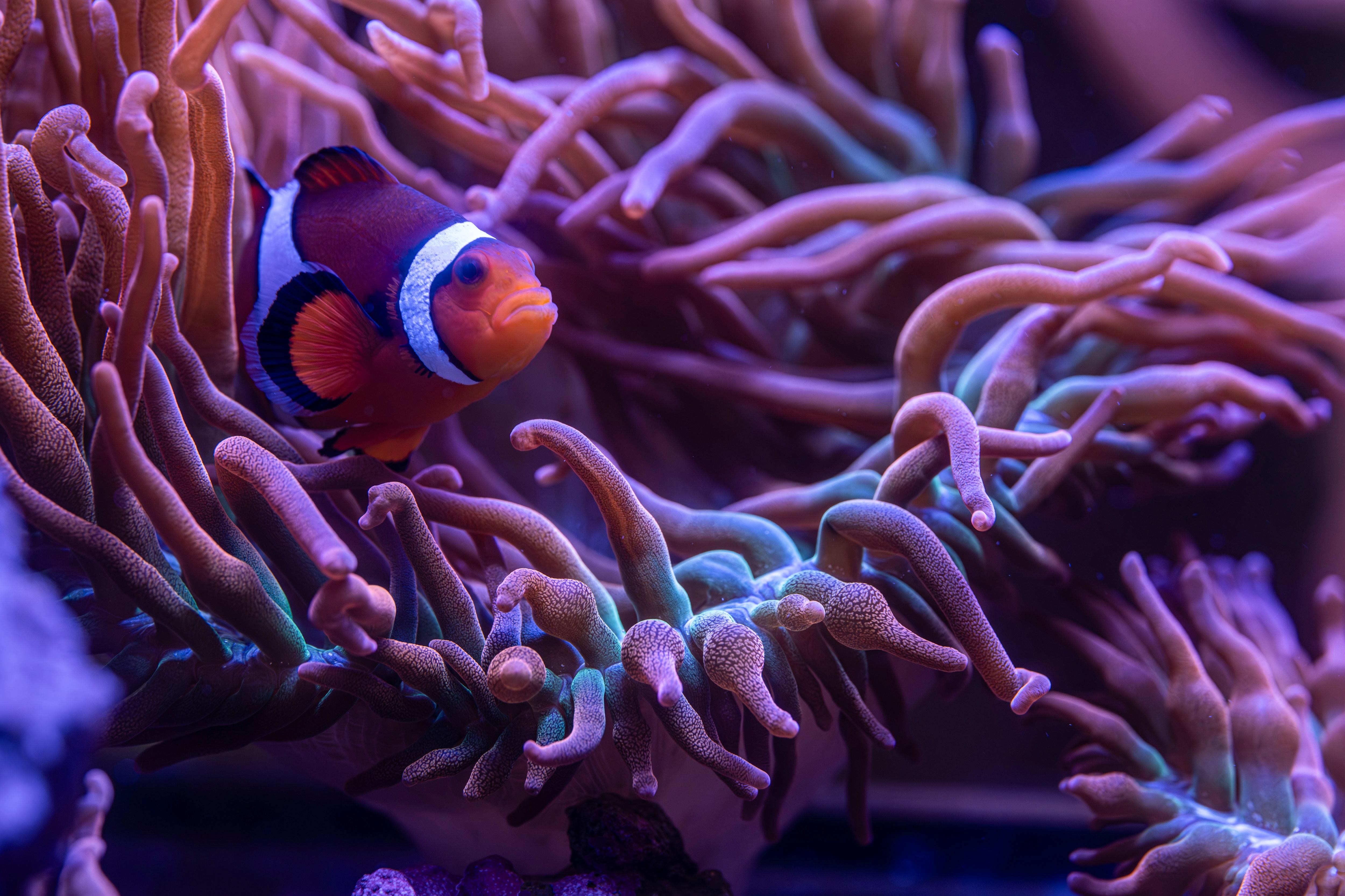 ニューヨーク水族館 入場チケット - コニーアイランド水族館（4Dシアター付き）