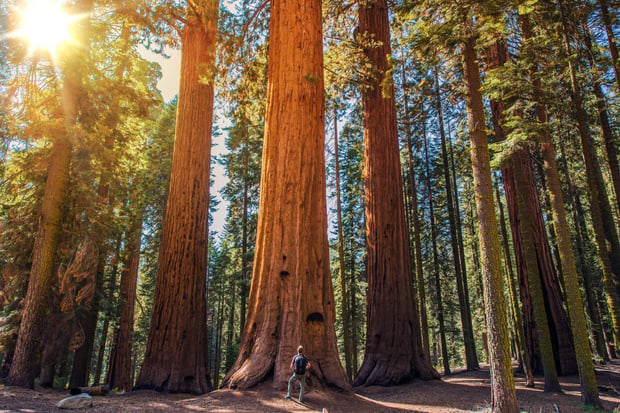 San Francisco: Muir Woods & Sausalito Half-Day Tour (4.5 Hours, Hop-On Hop-Off Option)