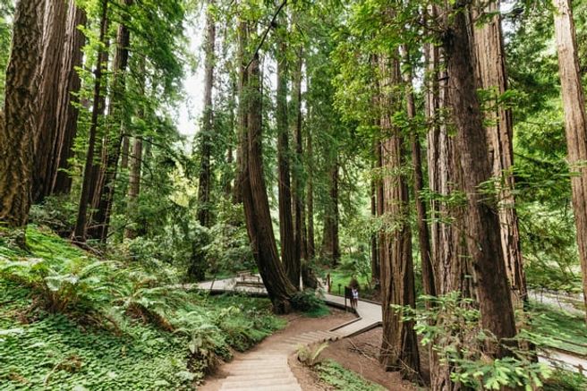 San Francisco: Muir Woods & Sausalito Small-Group Tour (Hotel Pickup, 14-Seat Van)