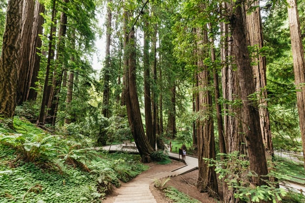 San Francisco: Muir Woods & Sausalito Small-Group Tour (Hotel Pickup, 14-Seat Van)