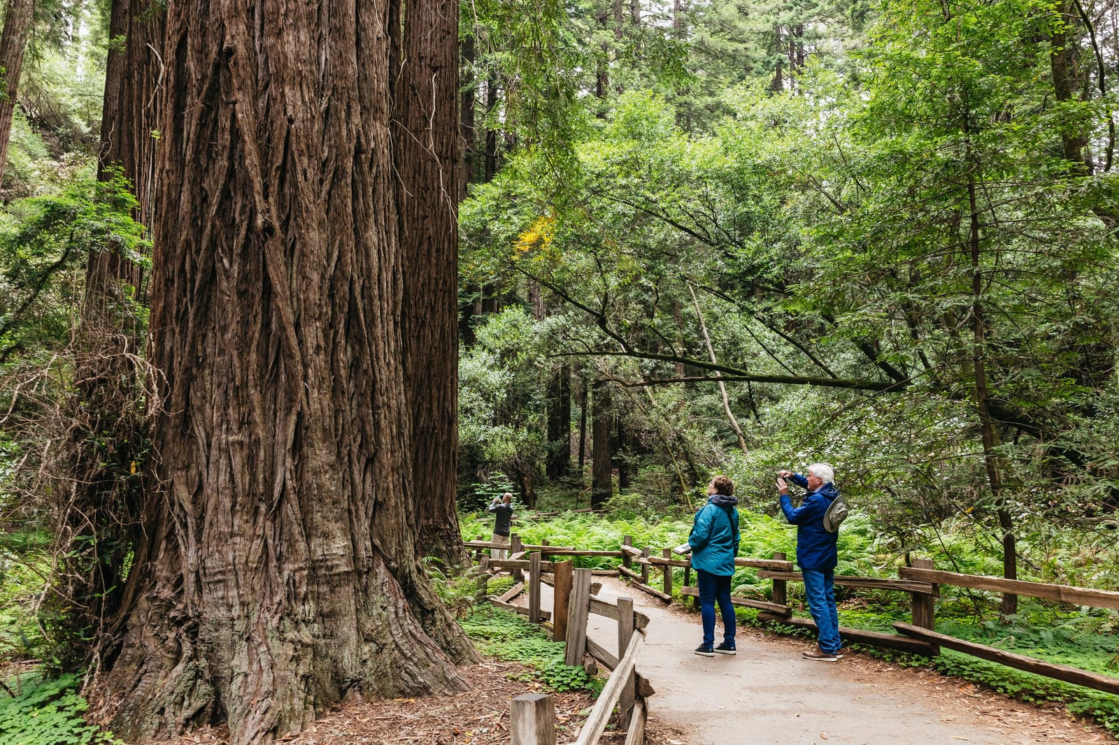 San Francisco: Muir Woods, Napa & Sonoma Full-Day Winery Tour with 3 Tastings