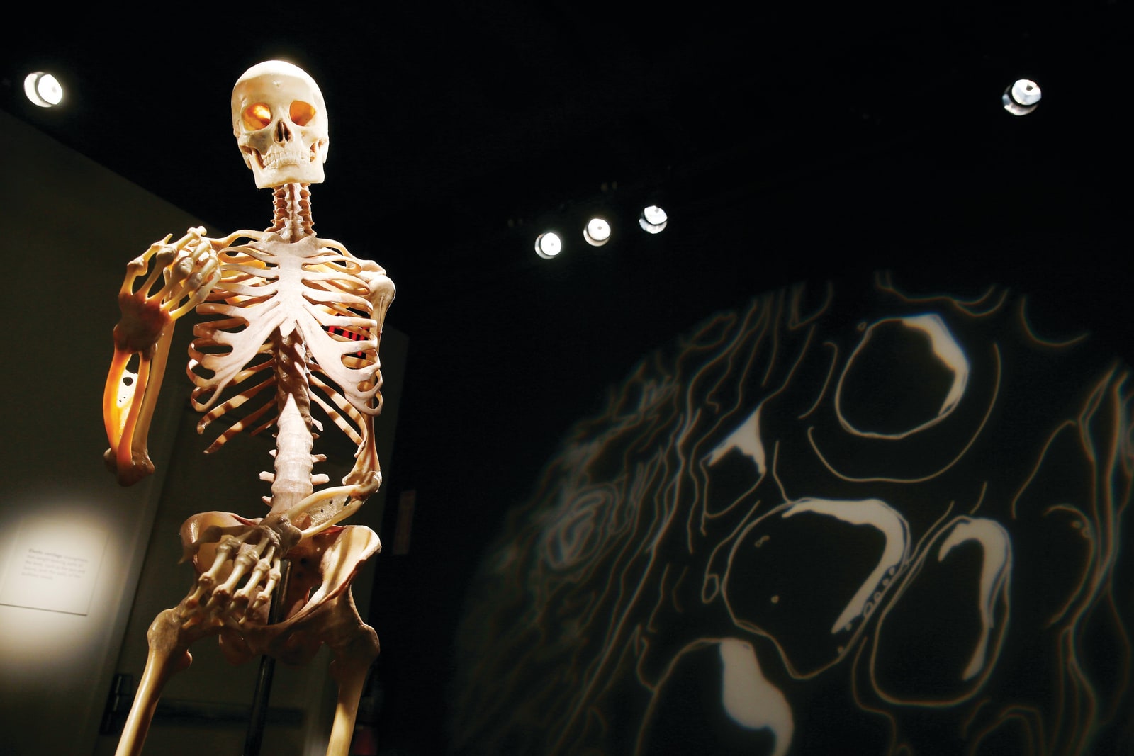 Las Vegas BODIES...The Exhibition Ticket - Human Anatomy at Luxor Hotel