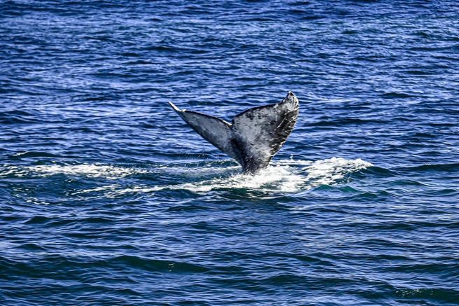 San Diego Mission Bay Whale Watching Cruise - Aboard the Legacy
