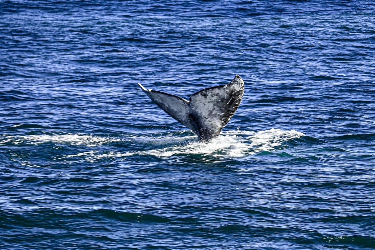 San Diego Mission Bay Whale Watching Cruise - Aboard the Legacy