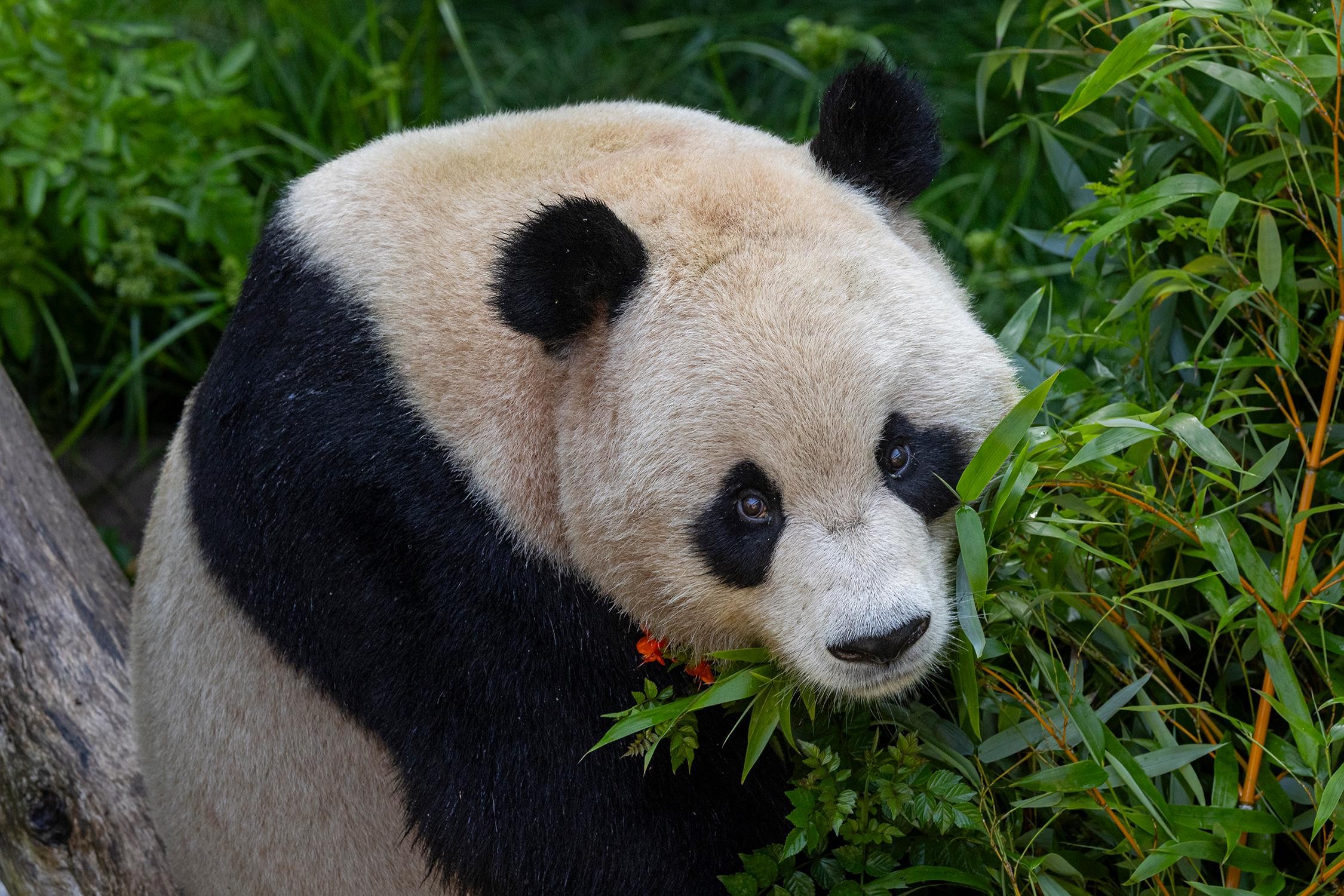サンディエゴ動物園 入場券 - スカイファリ・ロープウェイ付き