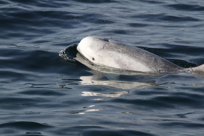 San Diego Luxury Whale Watching Cruise - Year-Round