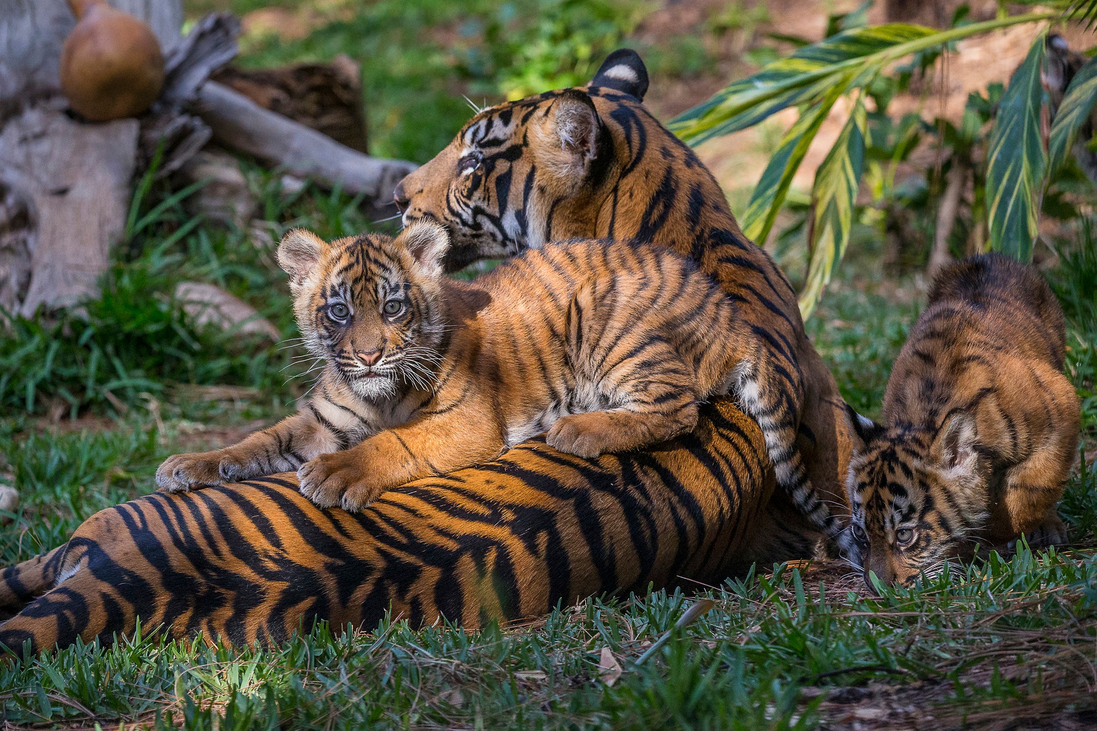 サンディエゴ動物園 & サファリパーク 2日入場券 - 1年以内に利用可能