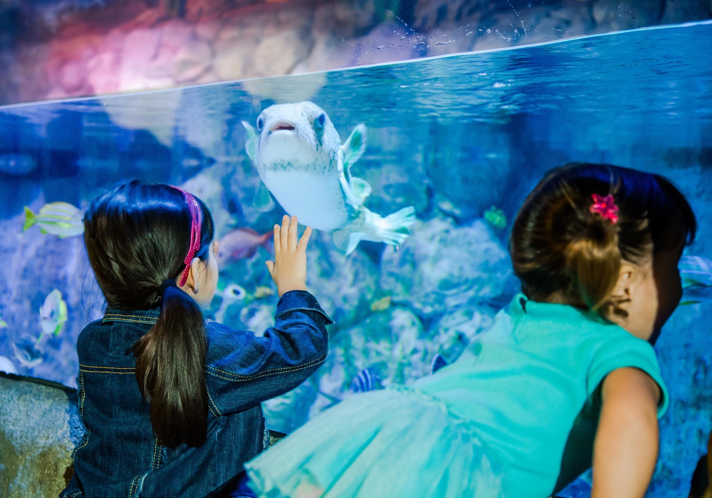 San Antonio SEA LIFE Aquarium Ticket