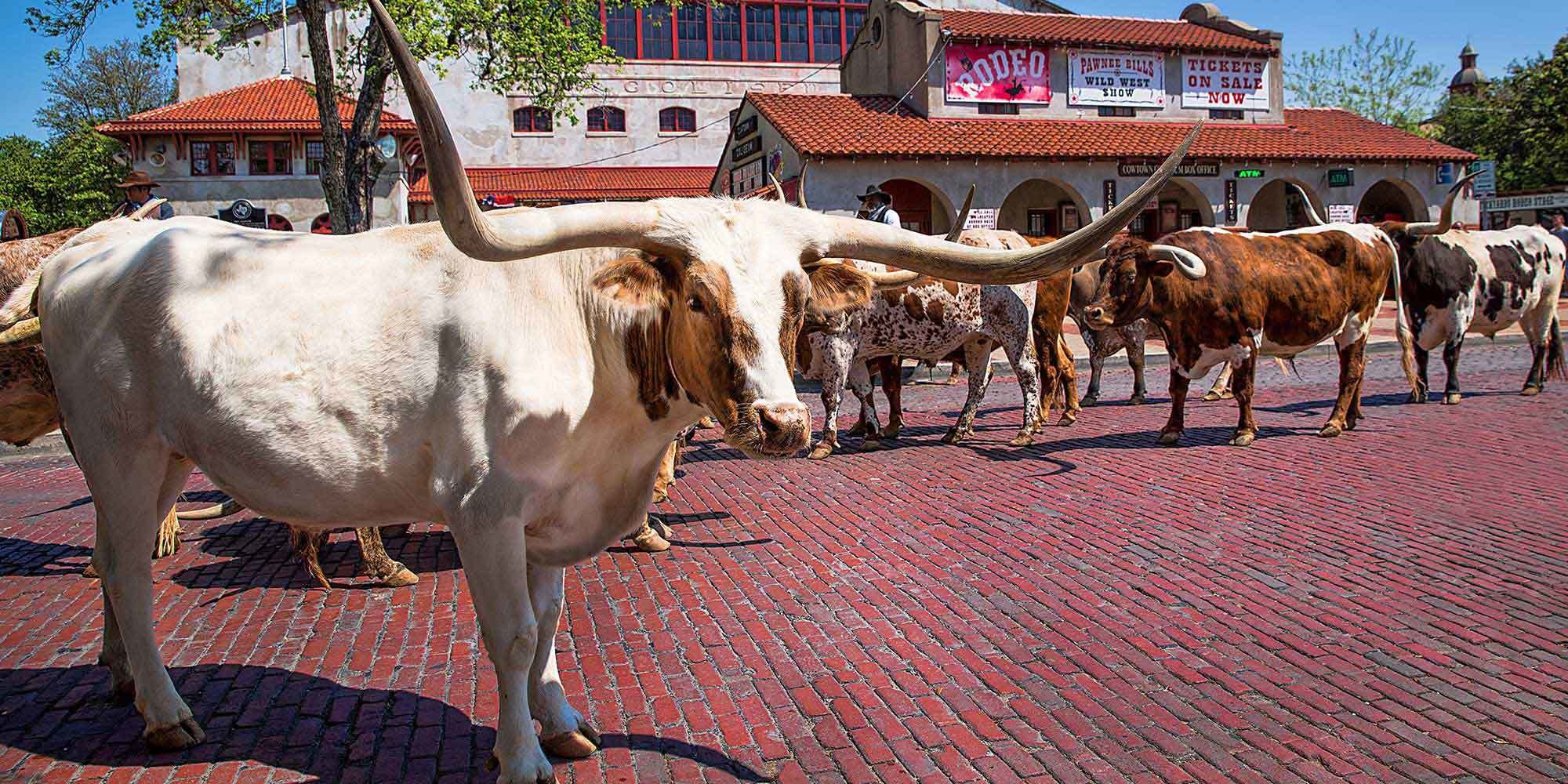 Fort Worth Stockyards & Downtown Day Tour - Dallas Departure Available