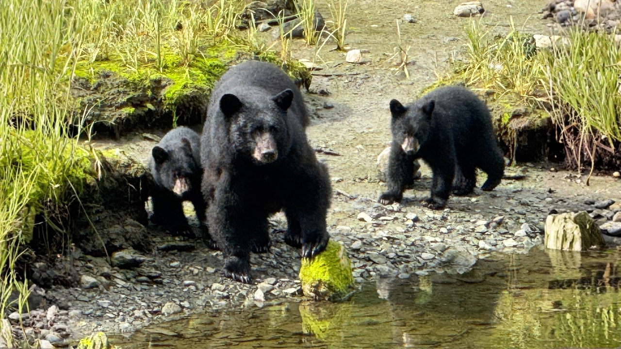 Ketchikan Tongass National Forest Rainforest Tour - Small Group