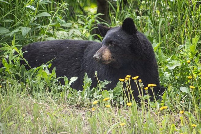 Anchorage Glacier View & Wildlife Tour - Small Group