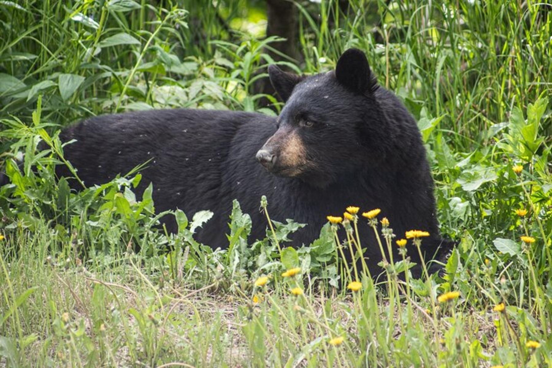 Anchorage Glacier View & Wildlife Tour - Small Group