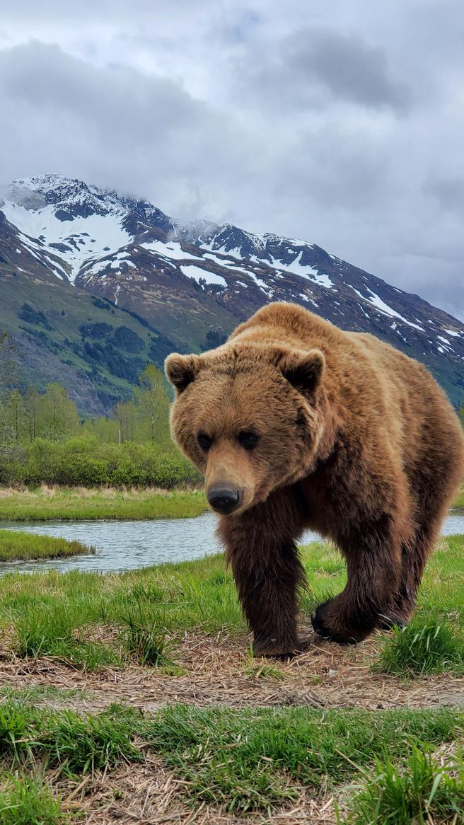 From Anchorage: Chugach National Forest Wildlife & Glacier Tour