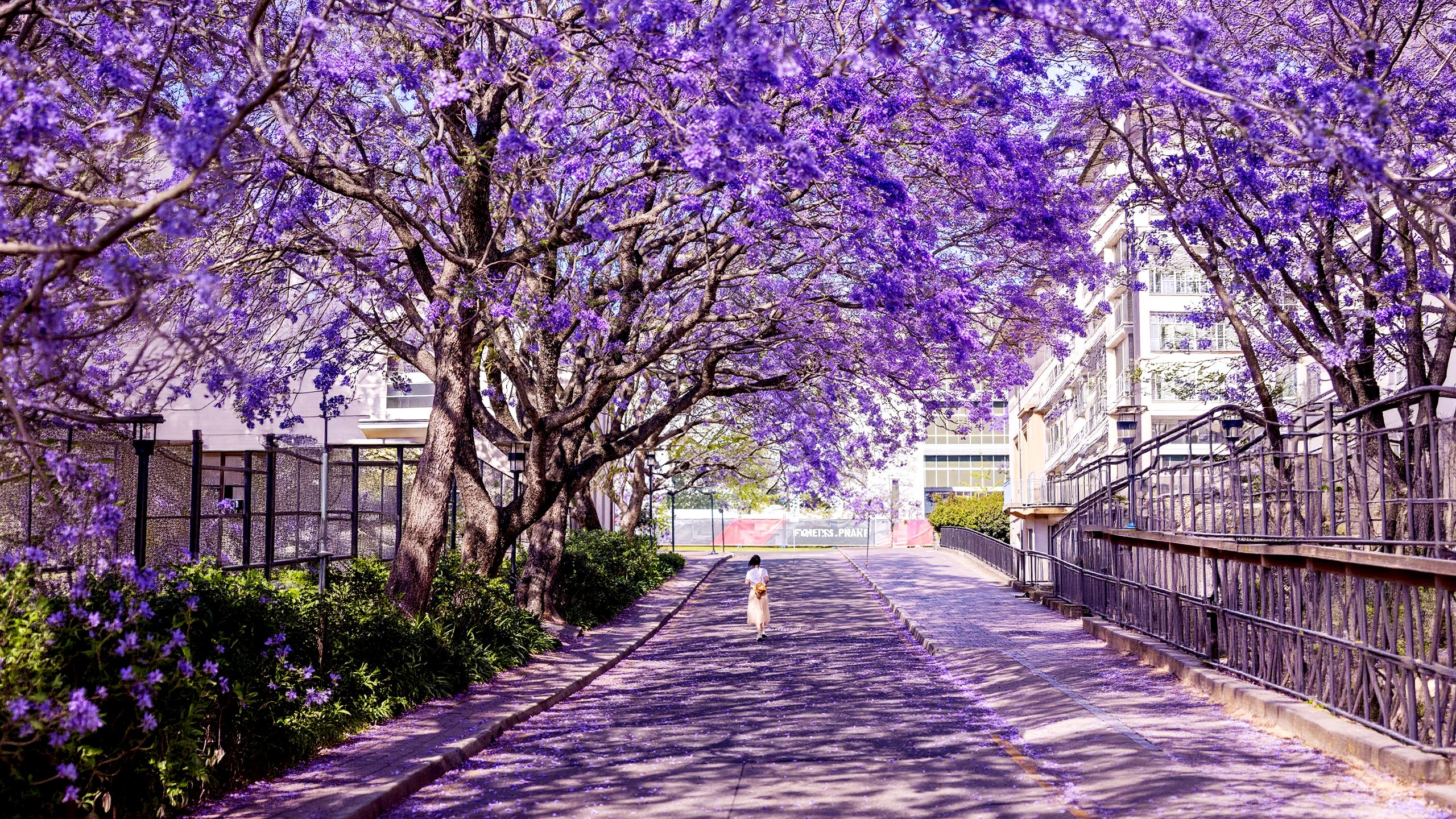 Sydney Jacaranda Spring & Taronga Zoo City Tour - Zoo Entry Included