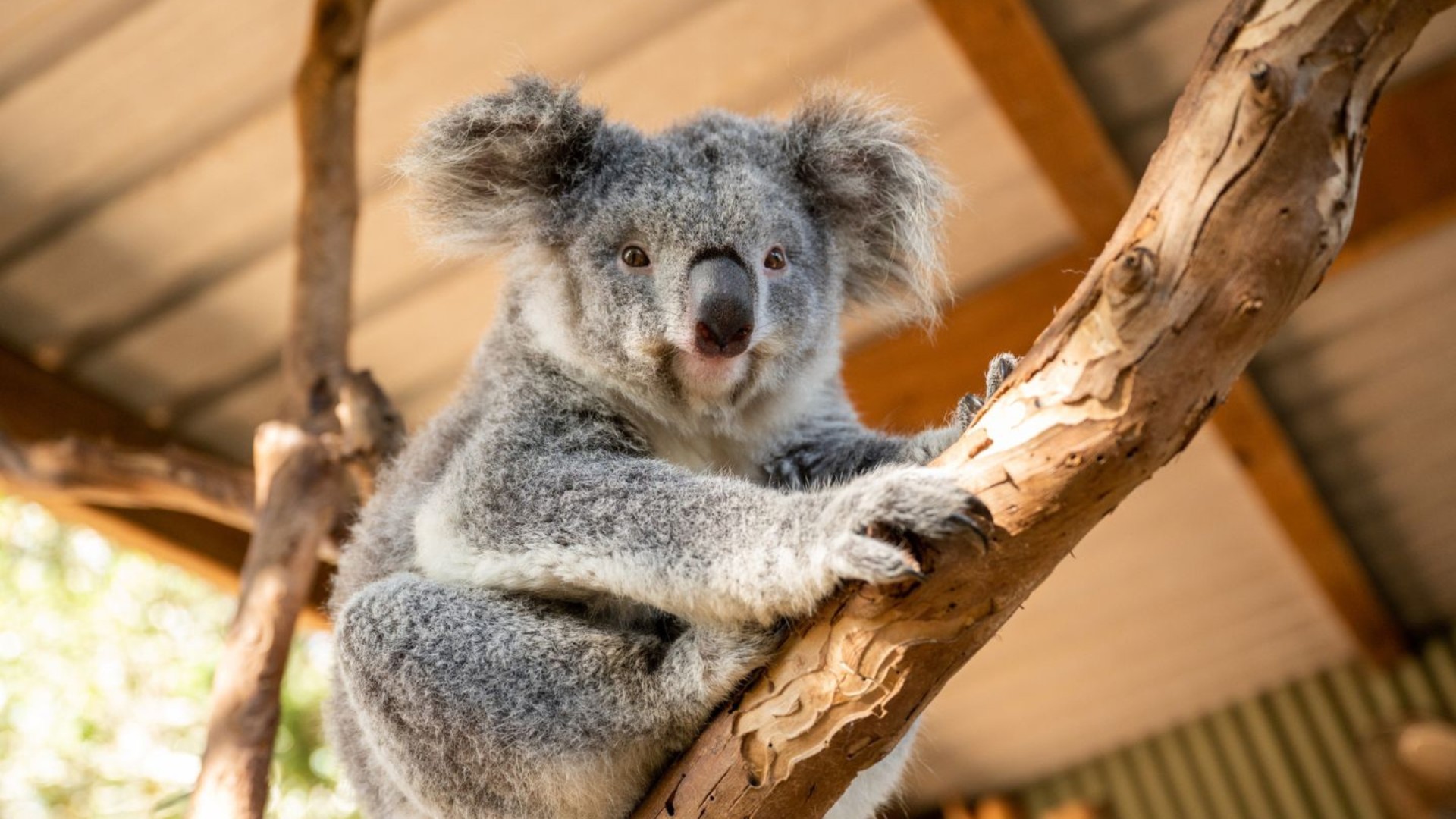 From Sydney: Blue Mountains Deluxe Day Tour
