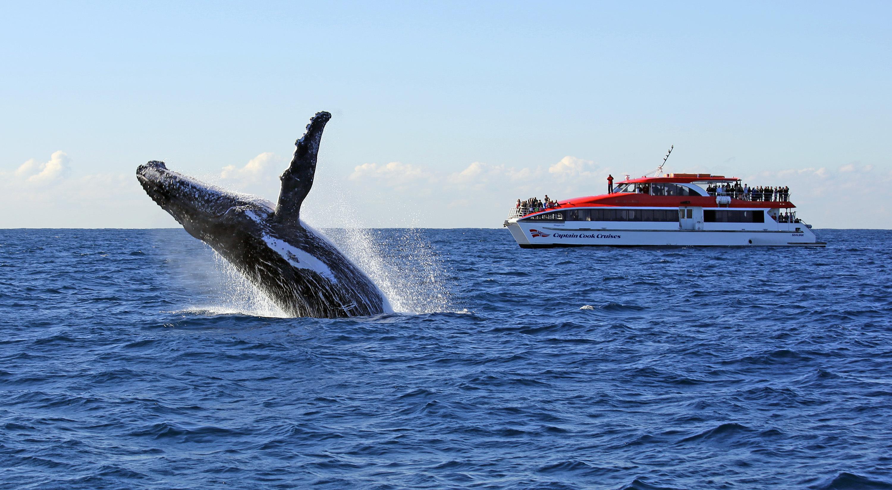 Sydney Humpback Whale Watching Cruise - From Circular Quay