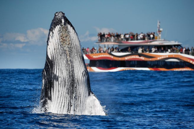 Sydney Express Whale Watching Cruise