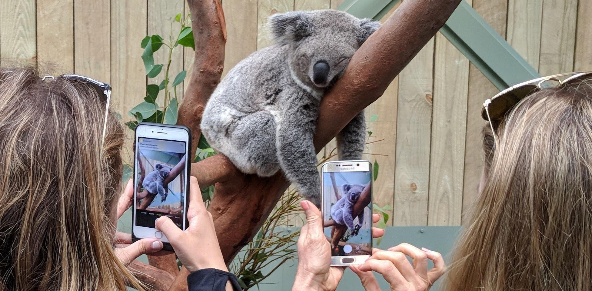 From Sydney: Wildlife & Waterfalls & Wine Day Tour - Small Group