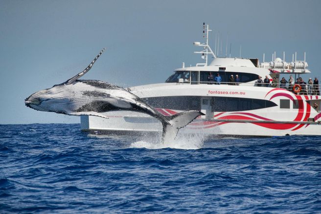 シドニー ディスカバリー ホエールウォッチング双胴船クルーズ