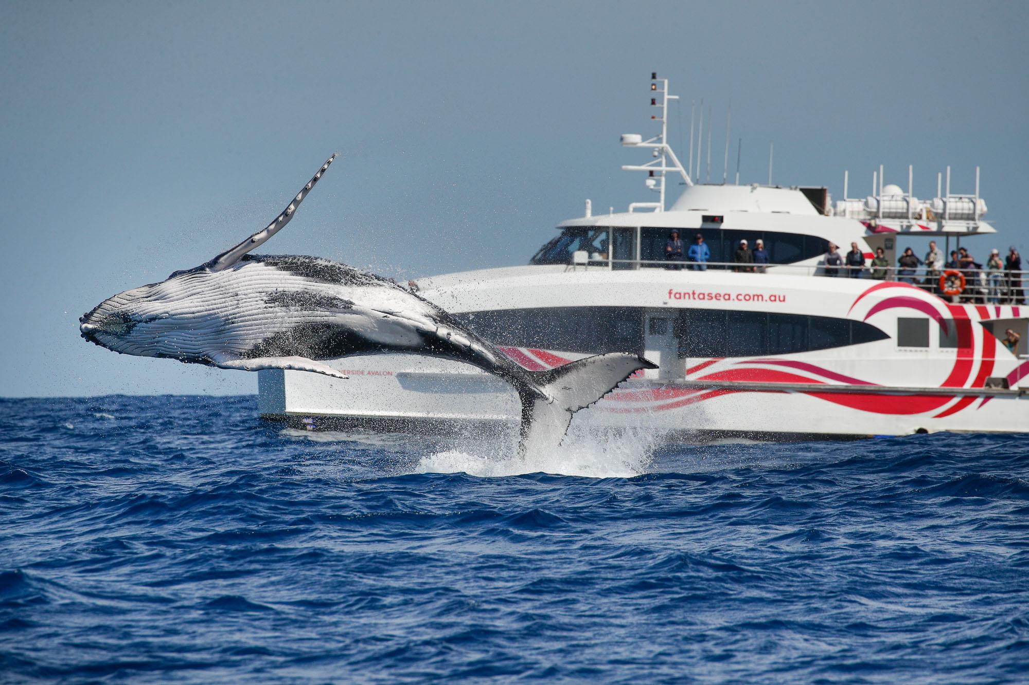 Sydney Discovery Whale Watching Catamaran Cruise