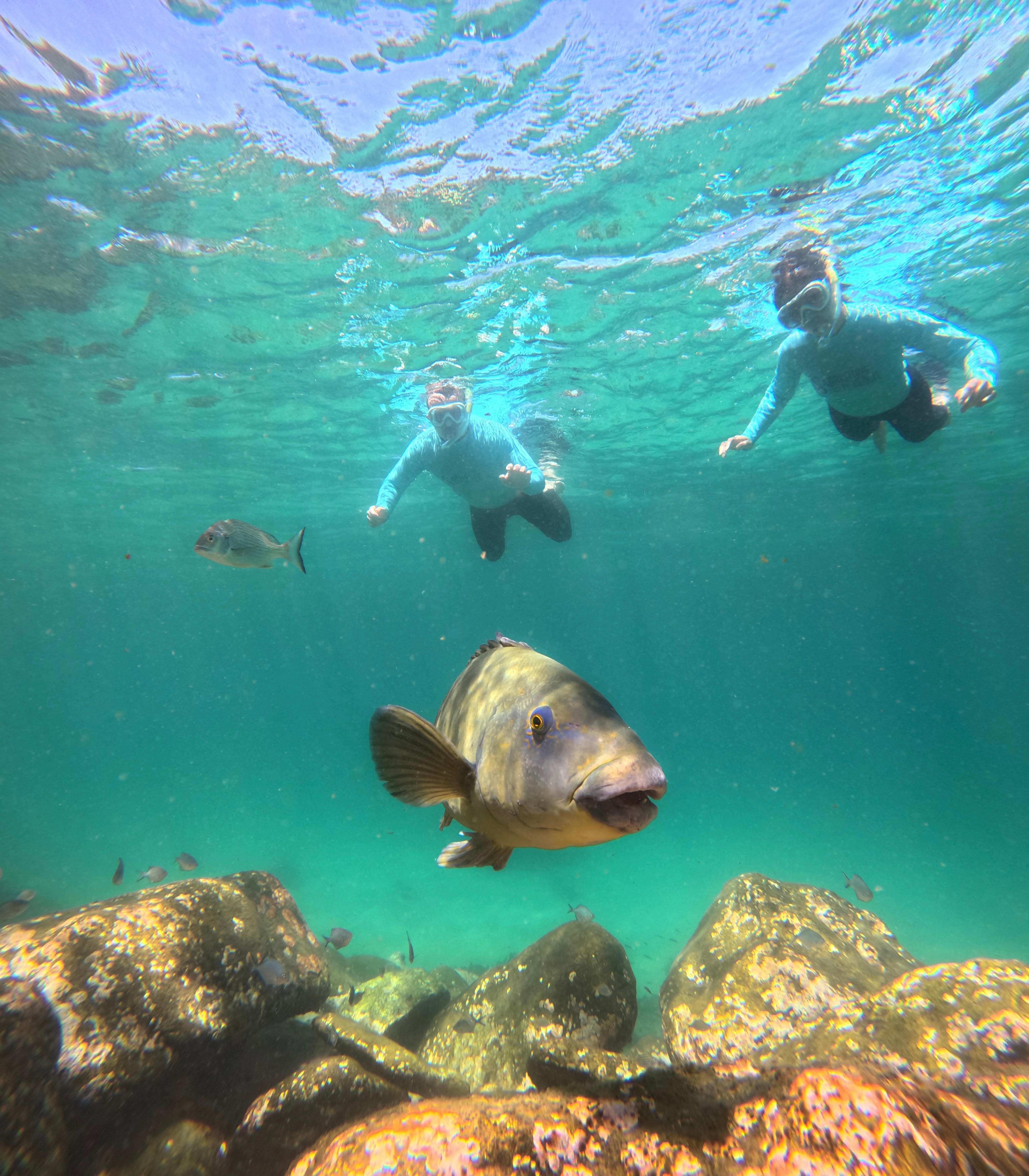 Sydney Manly Beach Guided Snorkeling Tour for Beginners