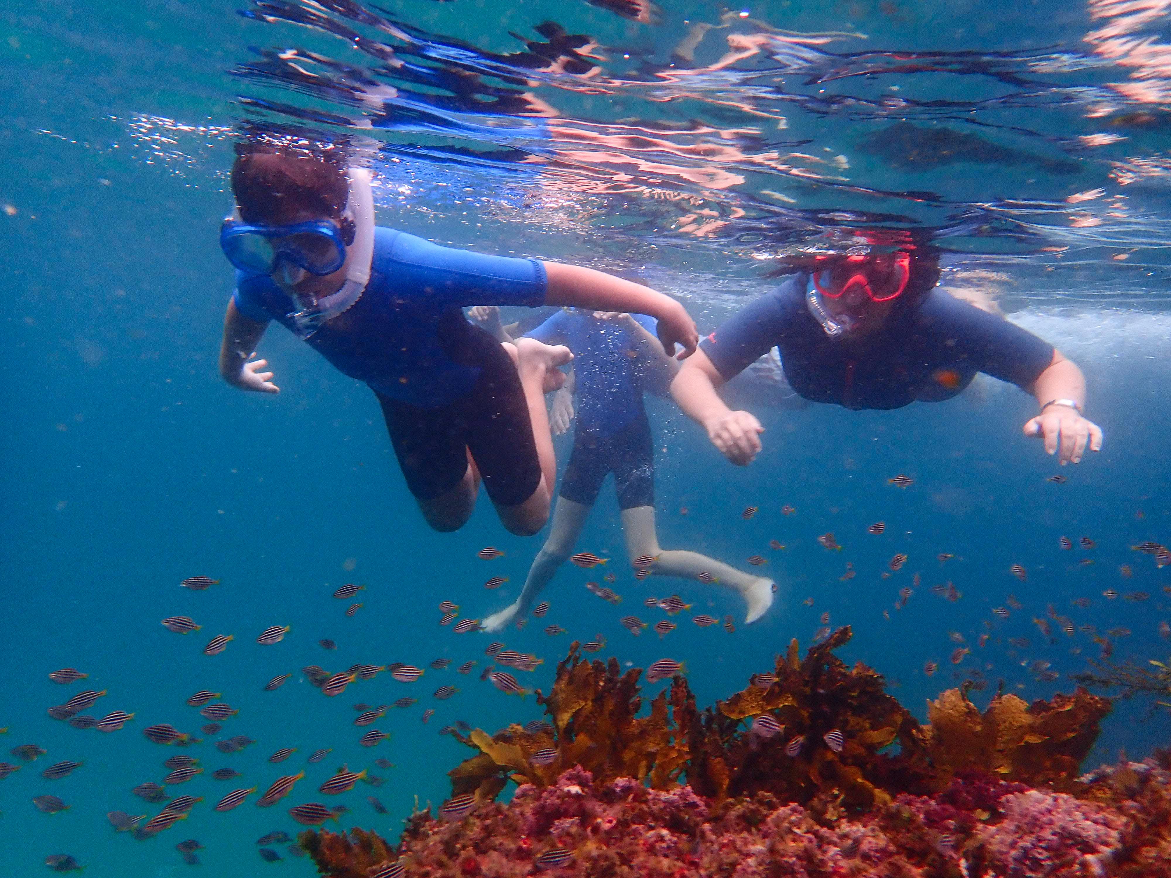 Sydney Clovelly Beach Kids Snorkelling Tour