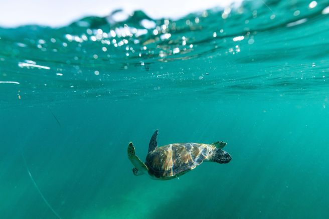 Sydney Manly Shelly Beach Snorkeling Tour - Small Group