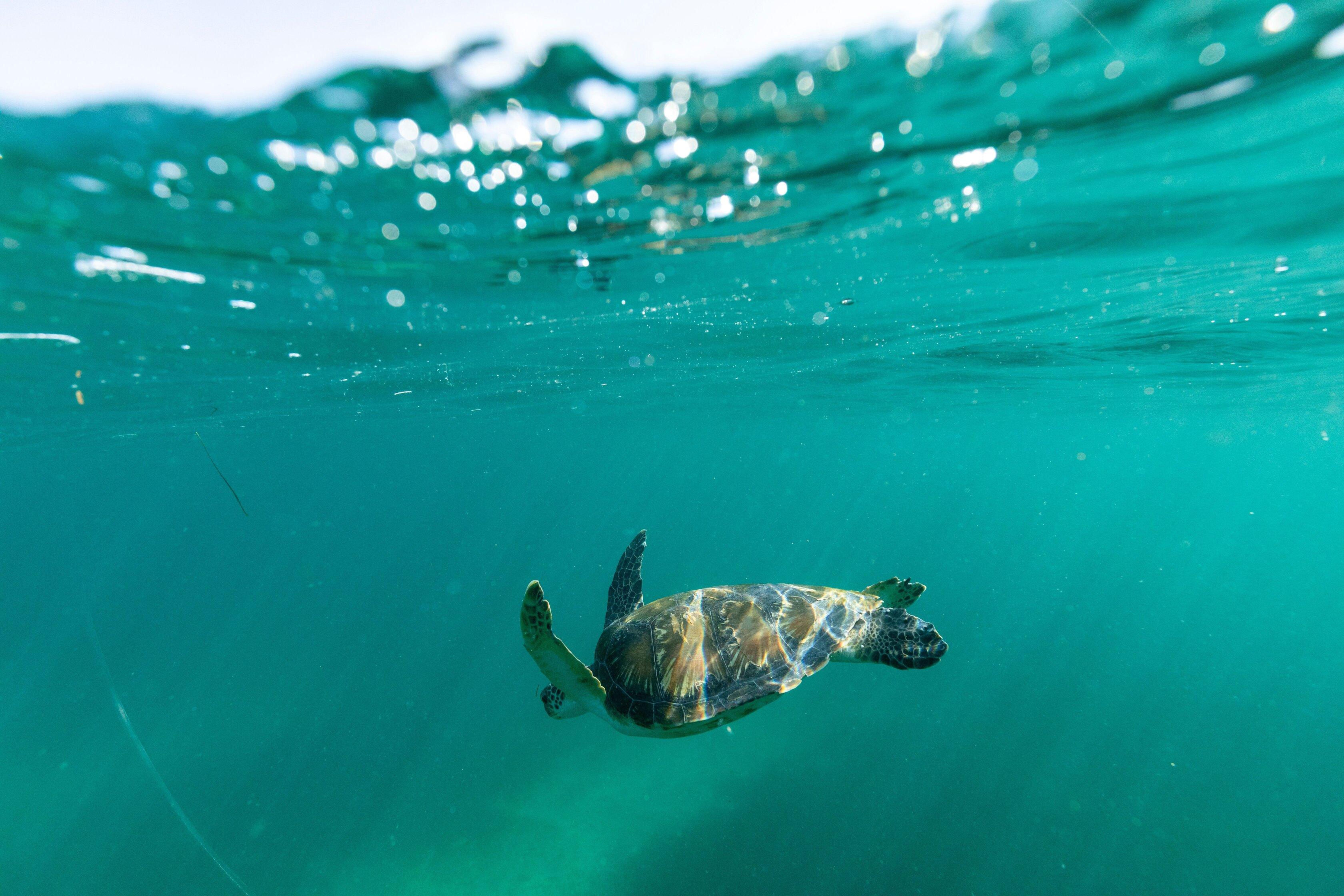 Sydney Manly Shelly Beach Snorkeling Tour - Small Group