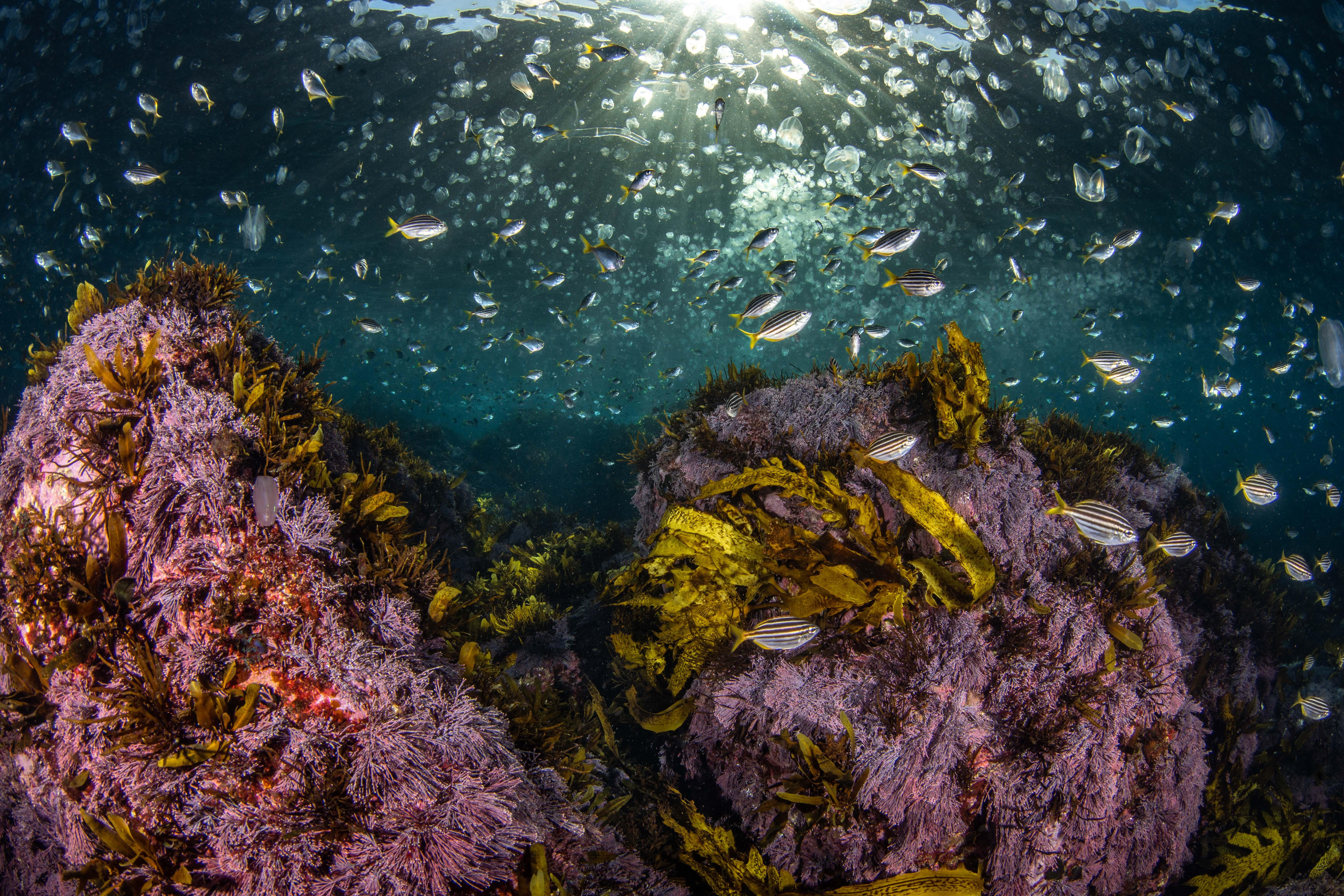 Sydney Guided Shore Scuba Diving - Certified Divers Only