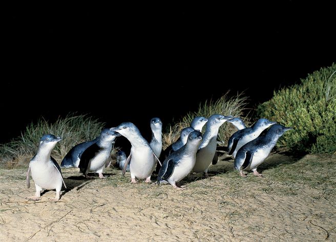 メルボルン発:フィリップ島 野生動物&ペンギンパレード日帰りツアー