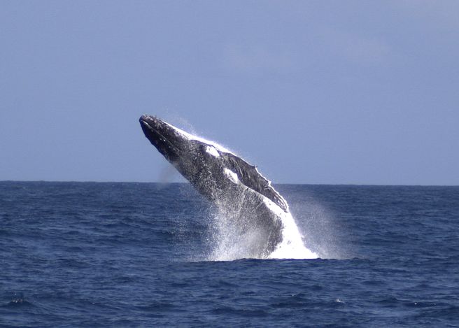 ブリスベン発:モートン島 ホエールウォッチングクルーズ&イルカの餌付け