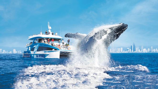 Gold Coast Premium Whale Watching Cruise