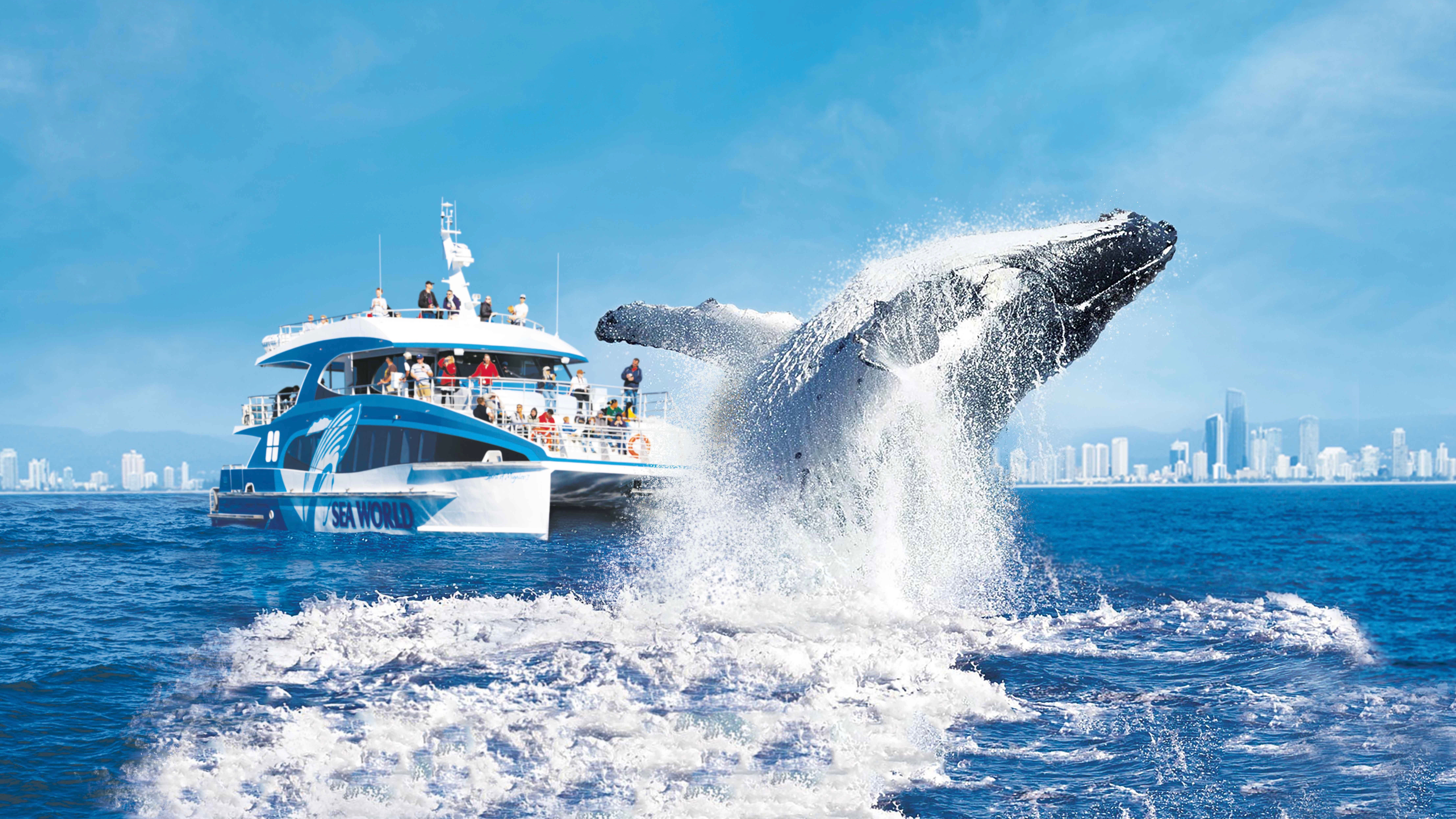 Gold Coast Premium Whale Watching Cruise