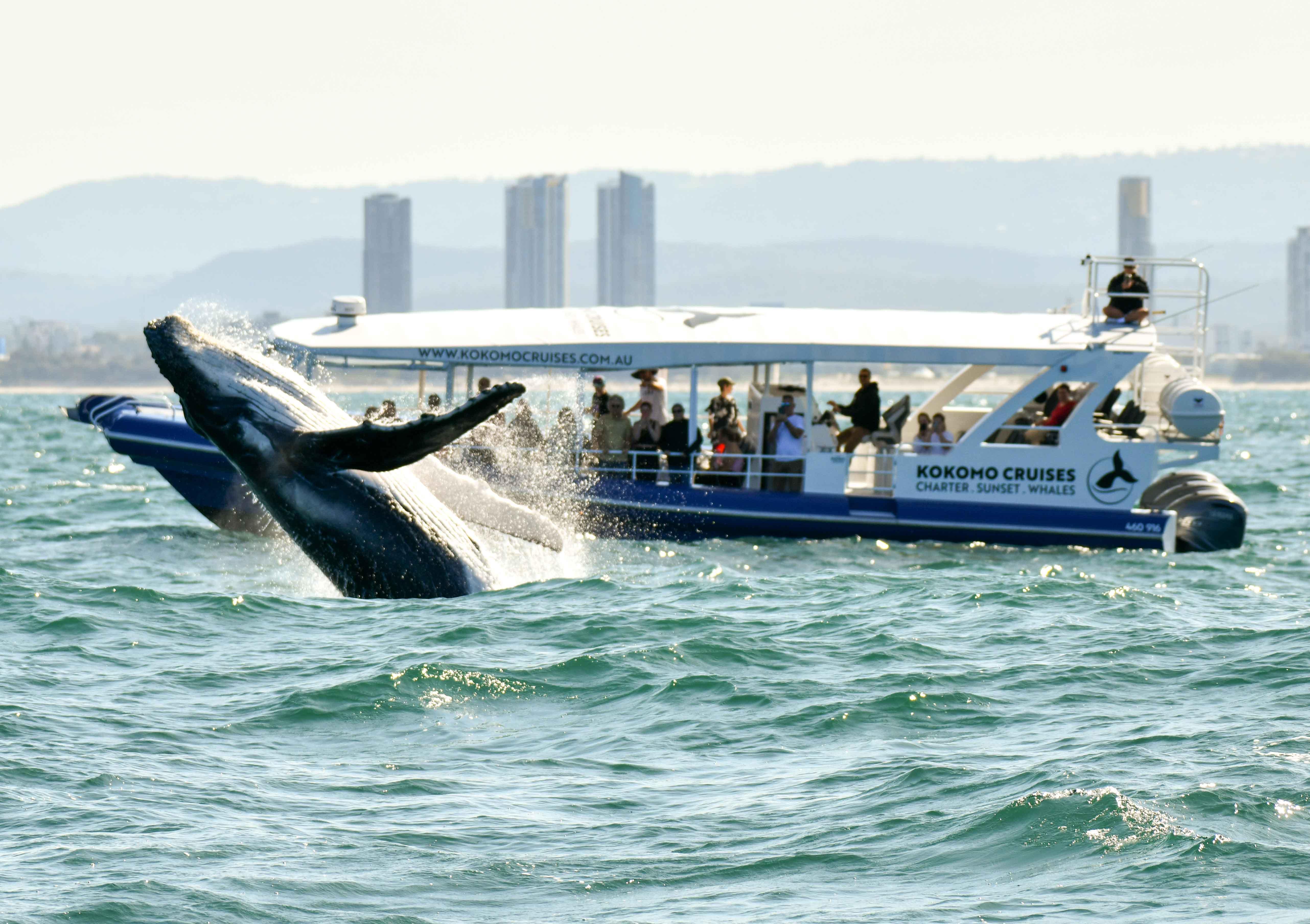 Gold Coast Whale Experience Cruise