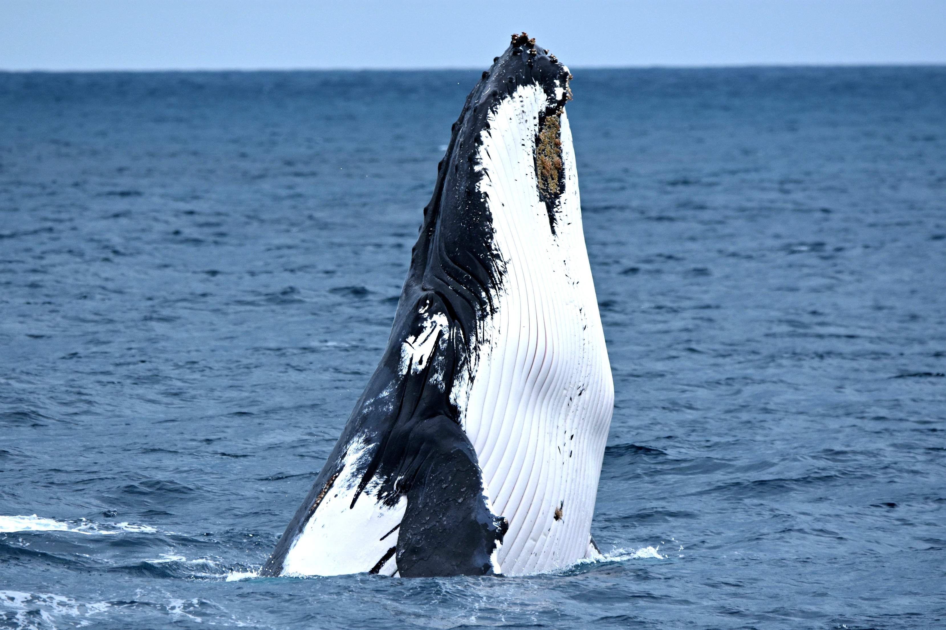 From Fremantle: Luxury Whale Watching Cruise