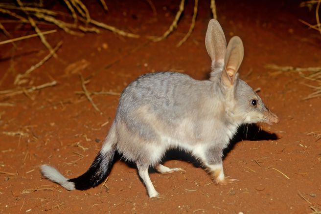 パース発:ドライアンドラ 星空の下の野生動物ツアー - 夕食付き