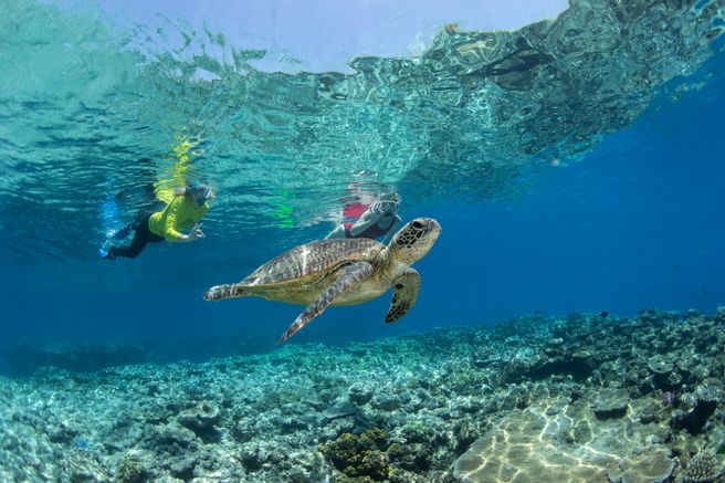 ケアンズ シルバースウィフト アウターリーフ3か所 シュノーケリング日帰りツアー