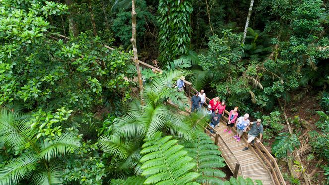 From Cairns: 4WD Daintree Rainforest & Cape Tribulation Tour